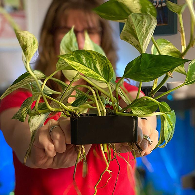 Aquarium Planted Set Up - 1 2 3Pcs Aquarium Plant Support