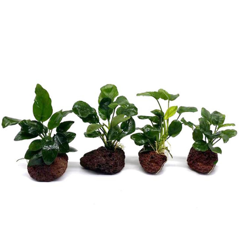 Volcanic Aquarium Decoration F - Aquarium Planted Tank Filter recension och pris